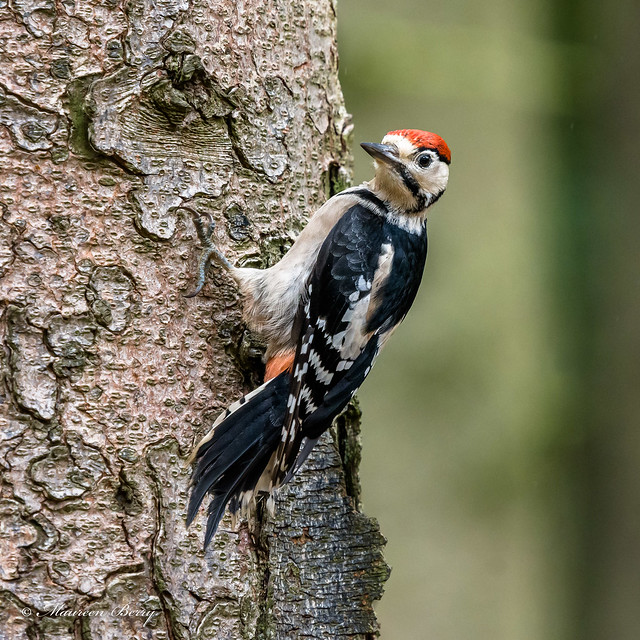 Great spotted woodpecker 07-Jul-20  M_002