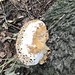 Fungus in Grangewood Park