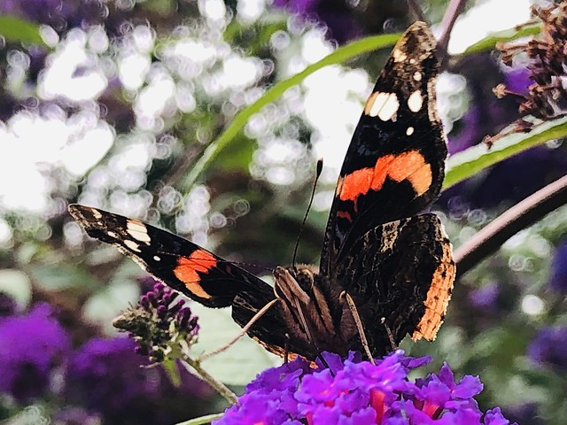 Vlinder butterfly