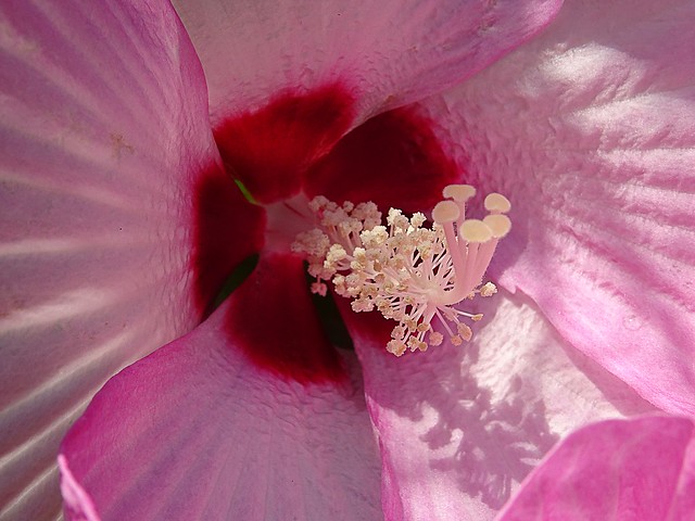 Flower photography /macro