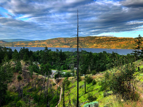 naturephotography nature view hillside forest hiking kelownabc okanagan britishcolumbia viewpoint lakeview okanaganvalley okanaganlake kelowna tree