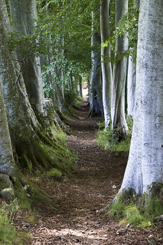 aberdeenshire scotland landscape trees path wood forest green topic