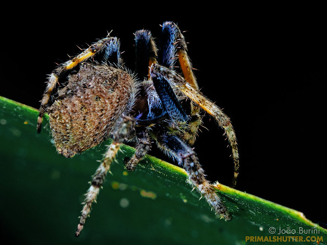 Araneidae, Parawixia