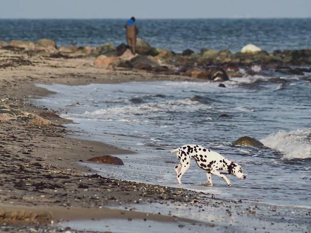 February 8, 2020 - Dog on the beach tests the Baltic Sea - Fehmarn - Germany