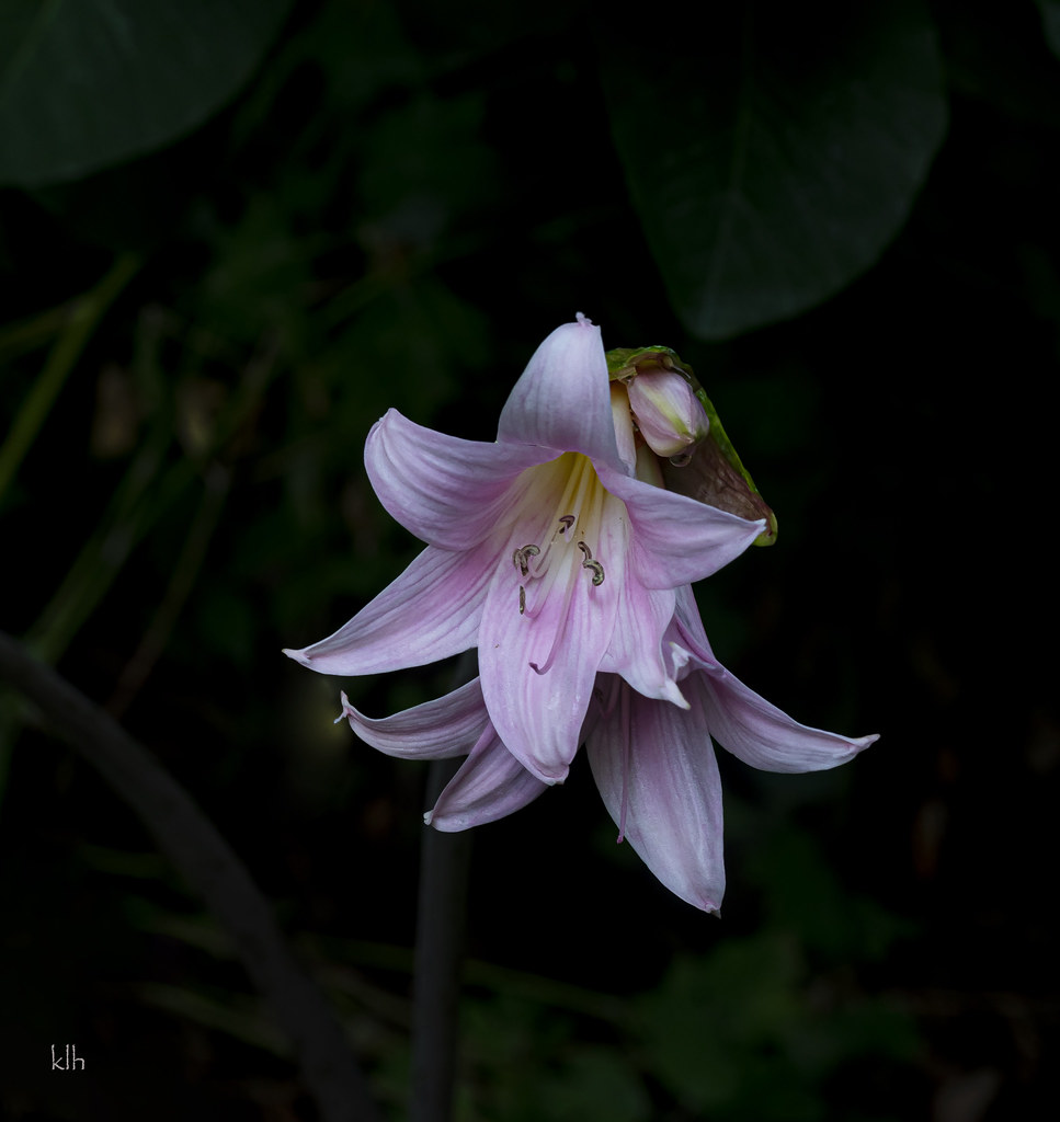 PlantFiles Pictures: Amaryllis, Belladonna Lily, Jersey 