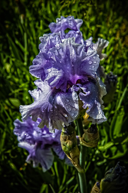 Wet Purple Iris #1