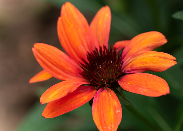 Bright Face of An Echinacea