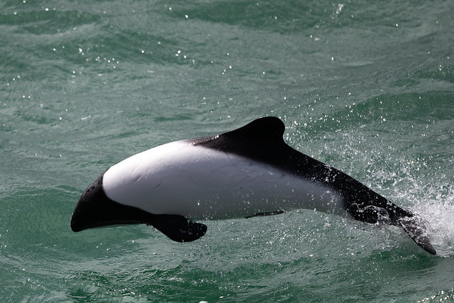 Commerson's Dolphin - Cephalorhynchus commersonii