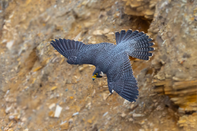 Peregrine falcon (X02_6876)