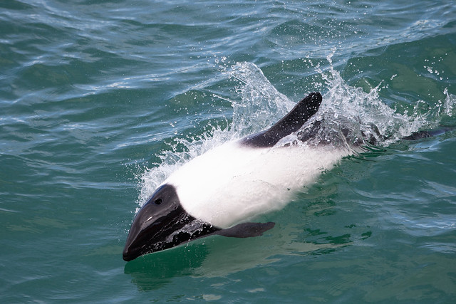 Commerson's Dolphin - Cephalorhynchus commersonii