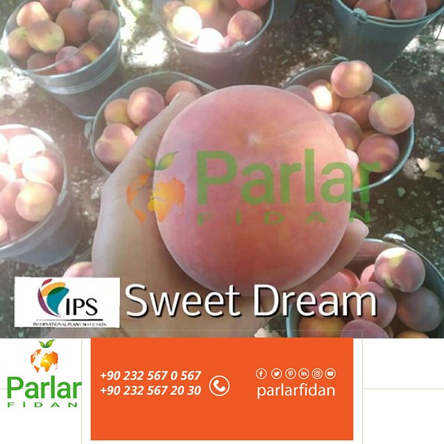 Parlar-sweet-dream