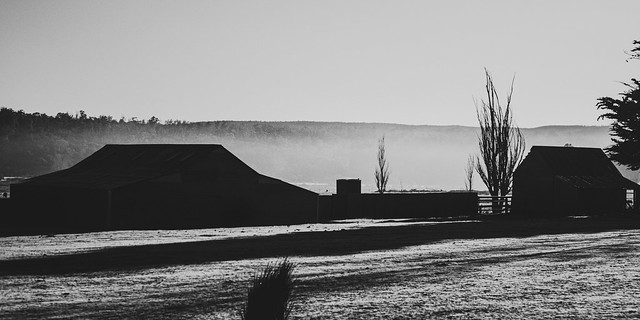 Misty morning farm B&W, around Orford, south east Tasmania-2