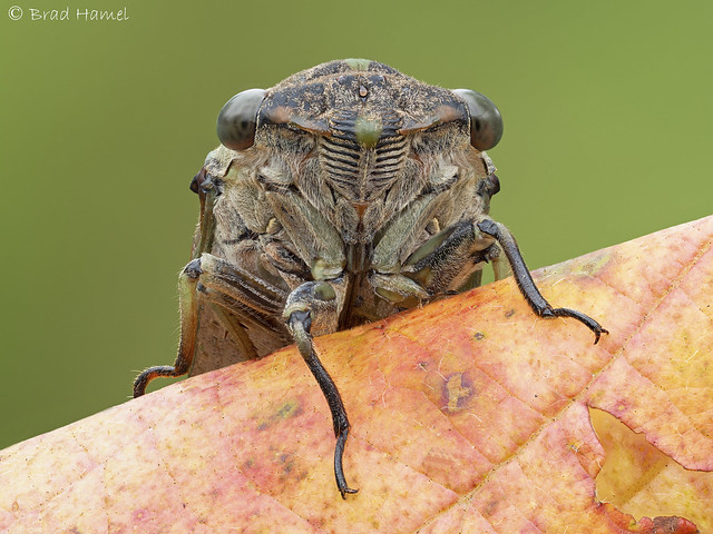A cicada