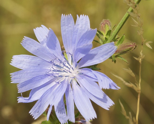 Chicory