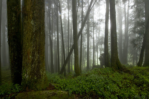 cypressforest gianttreeclustertrail alisannationalforestrecreationarea chiayicounty taiwan fog forest tree green nature landscape outdoor