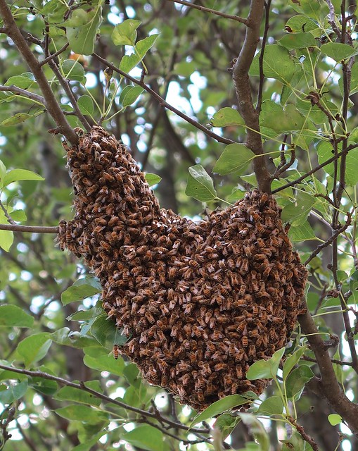 Bee cluster