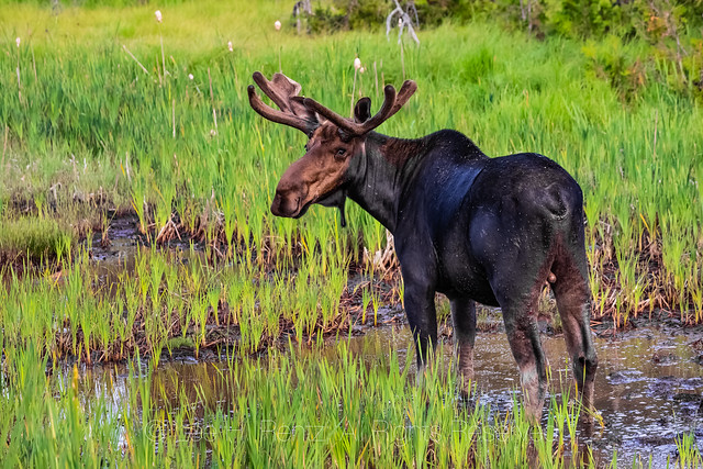 Bull Moose in Michigan's Upper Peninsula