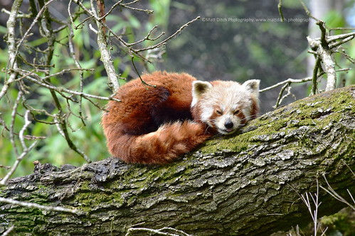 red panda lakedistrict wild life park bassenthwaitelake cumbria mammal ailurus fulgens