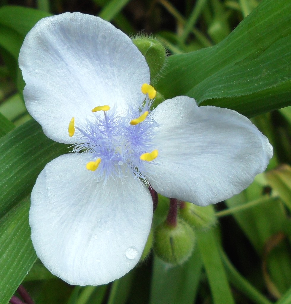 Virginia Spiderwort (Tradescantia virginiana) | Forest Ave.,… | Flickr