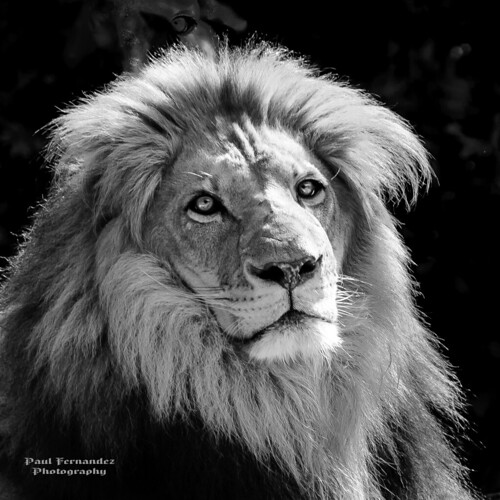africanlion lionafrican lion kamau atlantazoo atlanta zoo georgia paulfernandez