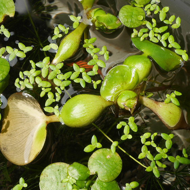 ホテイアオイ 布袋葵 ビオトープ 水生植物 浮草 Eichhornia crassipes