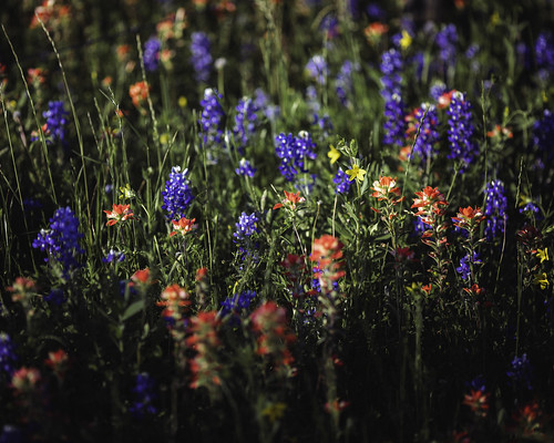 independence texas usa washingtoncounty bluebonnets dark flowers image indianpaintbrush intimatelandscape landscape outdoors photo photograph wildflowers f28 mabrycampbell april 2020 april12020 20200401campbellh6a6389 200mm ¹⁄₁₀₀₀sec iso100 ef200mmf28liiusm