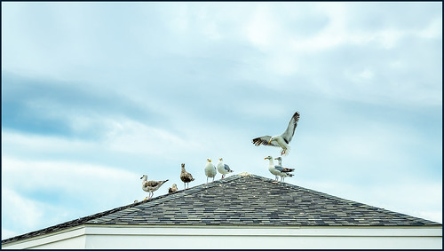 socialdistancing gull birds 2020 hrsw fbpost large rooftop 0720 sky dartmouth massachusetts unitedstatesofamerica