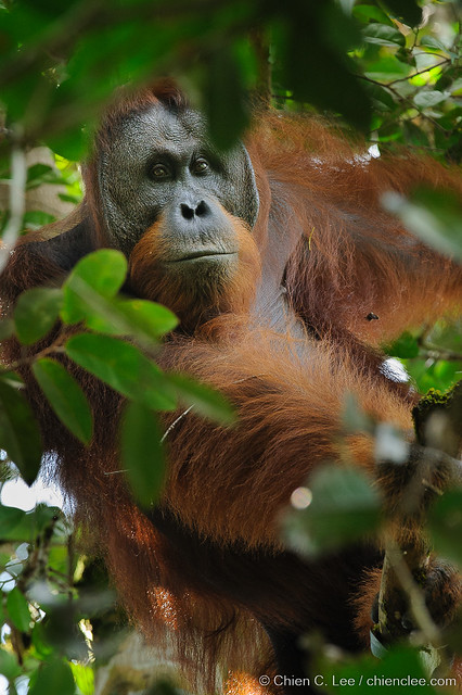 Northwest Bornean Orangutan (Pongo pygmaeus pygmaeus)