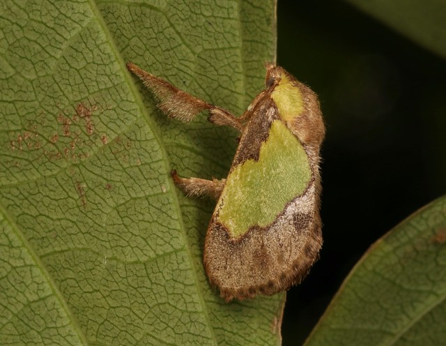 Cup Moth (Parasa sp., Limacodidae)