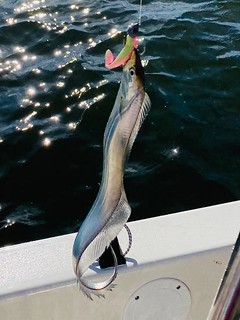 Photo of cutlassfish on a line