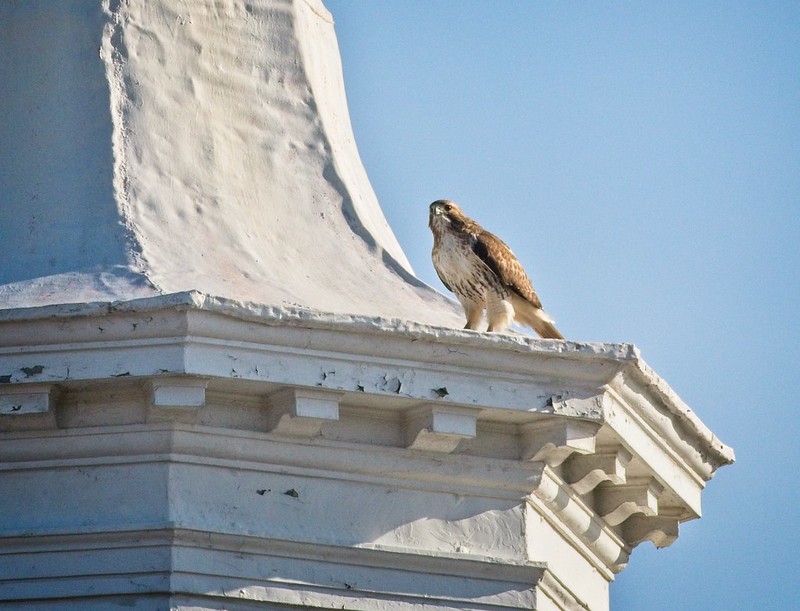 Governors Island red-tail