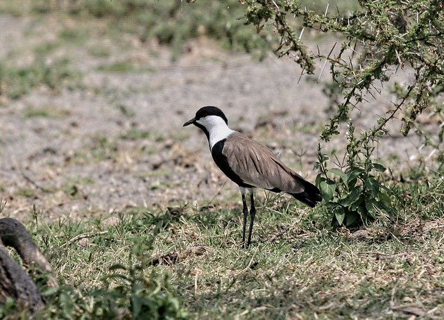 Ethiopia - Abiatta-Shalla - Spur-winged lapwing