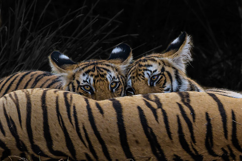 animal bengaltiger mammal nature outdoor tiger wildlife ramnagar uttarakhand india corbett nikon nikkor