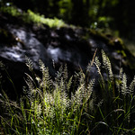 Grass, Storön, July 9, 2020