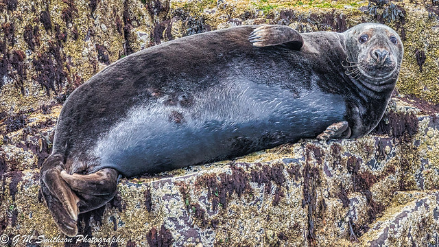 Seal On Farne Relaxing