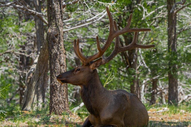 Rocky Mountain Elk, Kaibab National Forest, Az.
