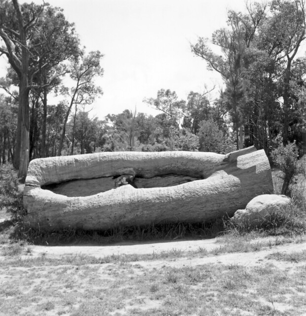 Scar Tree (mid section only) Valley Reserve,  Mount Waverley, undated