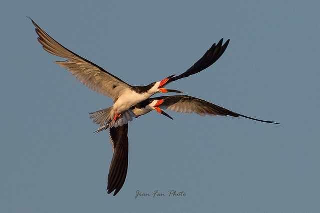 Black Skimmers at play