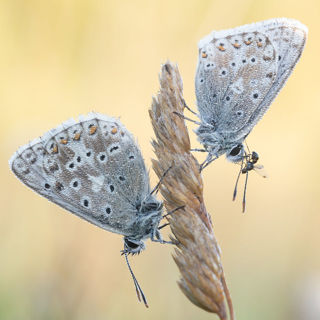 Common Blue Butterfly covered in morning dew.