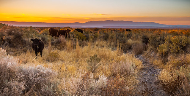 Cattle grazing at sunset