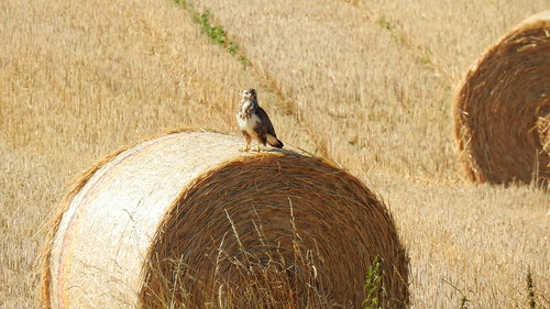 iodenwald oberramstadt feld field strohballen baleofstraw landschaft landscape natur nature vogel bird tier animal ivlys