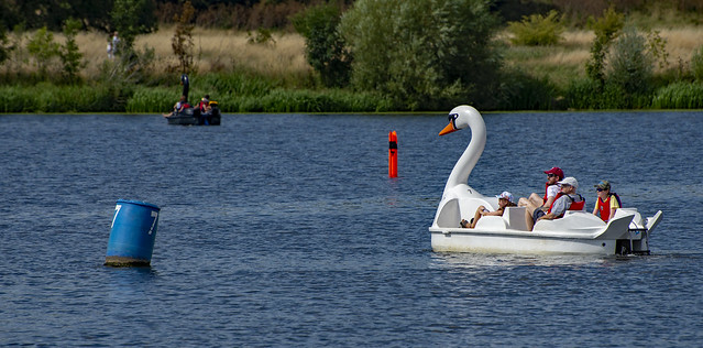 Yet another Swan.jpg