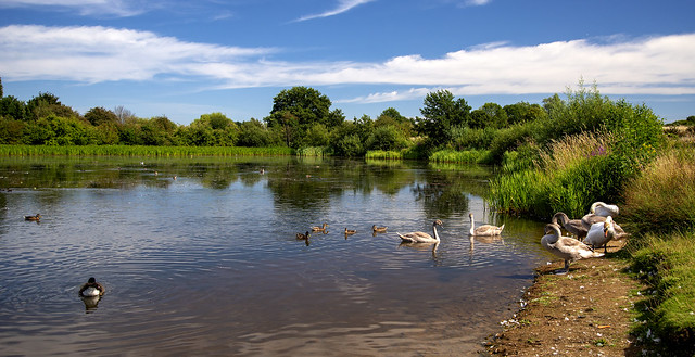 The Swans at Lynch Lake.jpg