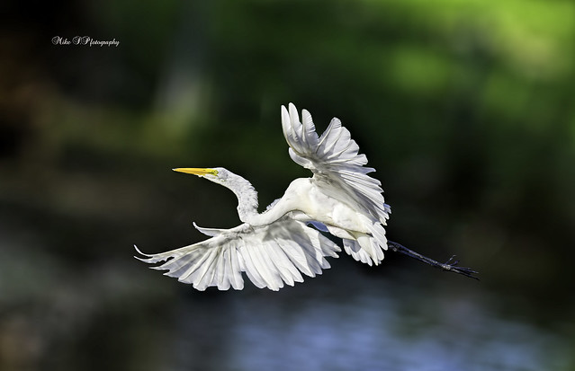 Great egret(flight)