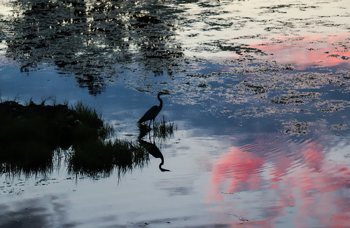 Blue Heron at Dusk | by PaulK.PE