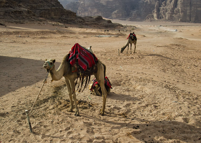 Jordan:  Wadi Rum Camels - Photo #2    (in Explore)