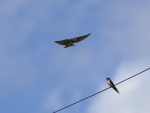 Pair of swifts
