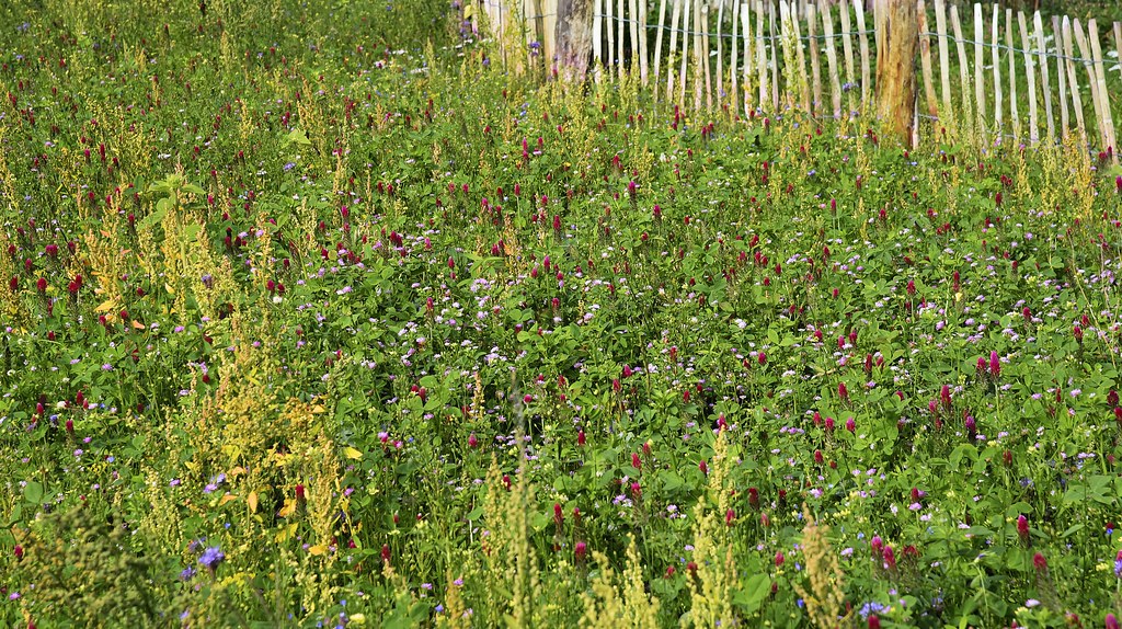Blühfeld - vor allem Persischer Klee (Trifolium resupinatum) und Inkarnat-Klee (Trifolium incarnatum); Bergenhusen, Stapelholm (10)