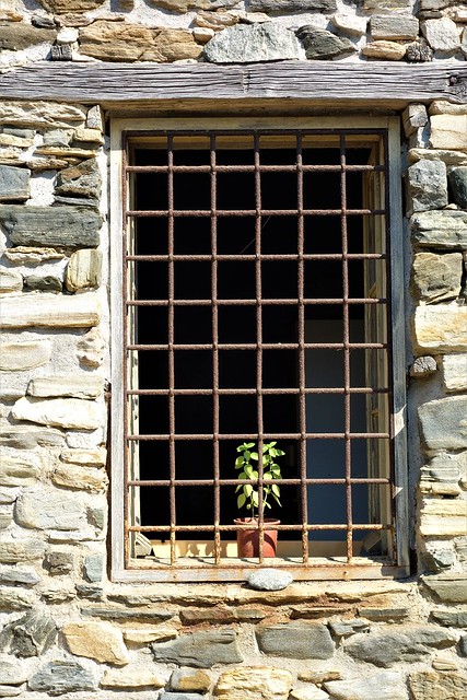 ...imprisoned plant !!!   (...φυλακισμένο φυτό )