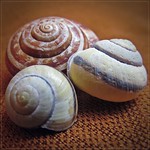 three shells :)